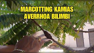 Air Layering Kamias Bilimbi Tree | How to Marcot