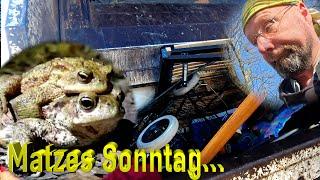 Matzes Sonntag... - Kröten, Krieg und krude Thesen