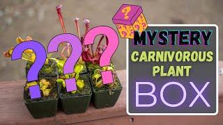 Carnivorous Plant Unboxing Haul - California Carnivores Mystery Box - Flytraps, Sarrs & Nepenthes!