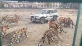 Амурские тигры атаковали машину с туристами/Siberian Tigers hunt turists!!!