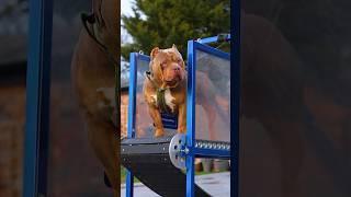  Pitbull vs Rottweiler  Dog fight Rottweiler vs Pitbull  #dog #viral