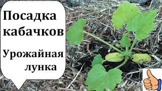 Посадка Кабачков. Урожайная лунка. Как подготовить лунку грядку для Кабачков.