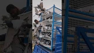 PRPFC 120 Kilometer Pigeons Race 2024