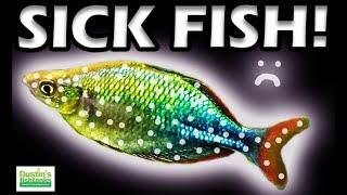 SICK FISH: How To Treat Sick Aquarium Fish With Ich