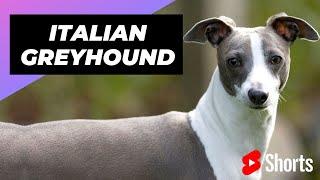 Italian Greyhound  One Of Laziest Dog Breeds In The World #shorts