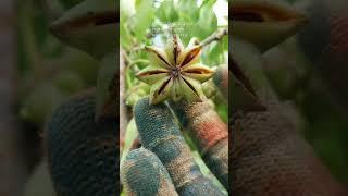 China's best organic star anise spice wholesale source factory #spices #cinnmon #staranise