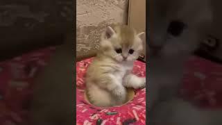  your heart ️ will melt #youtubeshorts #shortvideo #viral