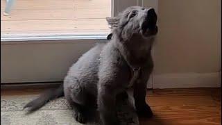 Blue Bay Shepherd Practicing Her Howling 