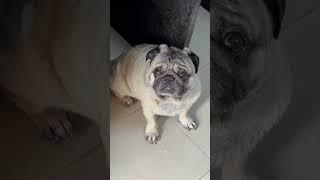 The looks he gives me now #pug #dog #shorts #cutedog #pets