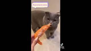 funny cats