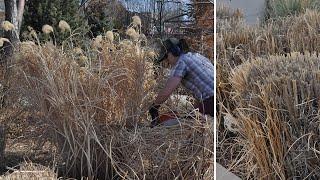 Cutting Down Medium Ornamental Grasses - Spring Cleanup