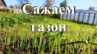 Сажаем газон. От сорняков до всходов.