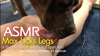 Max Licks | Legs | ASMR DOG LICKING | No Talking