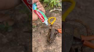 Fix Old Scissors Them in Seconds with Toothpaste in forest #camping #outdoors #bushcraft