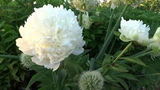 Пион ЛУКСОР  Paeonia LYXOR: обзор, описание, цветение, отзыв