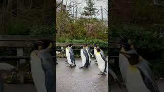 Cute penguin walk in Basel, Switzerland | Zoo Basel