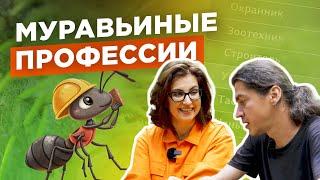 Как муравьи выбирают профессию? №6 / Мария Винокур и Данила Горюнов / Strogoorganic