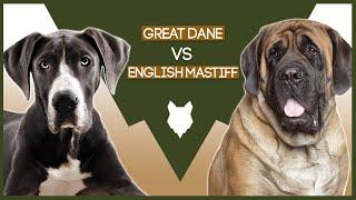 GREAT DANE VS ENGLISH MASTIFF