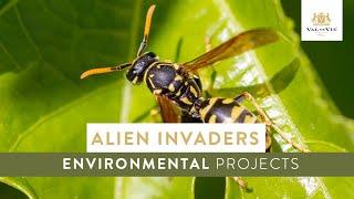 Alien wasps in the Western Cape | Environmental Projects on Val de Vie Estate