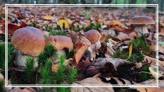 W takich PRAWDZIWKACH można się ZAKOCHAĆ - PAŹDZIERNIKOWE GRZYBOBRANIE w lasach LIŚCIASTYCH