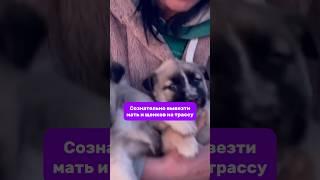 Равнодушие-диагноз #помощьживотным #helpanimals #приютдлясобак #творидобро #доброедело #щенок