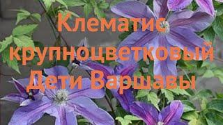 Клематис крупноцветковый Дети Варшавы (clematis)  обзор: как сажать, саженцы клематиса Дети Варшавы