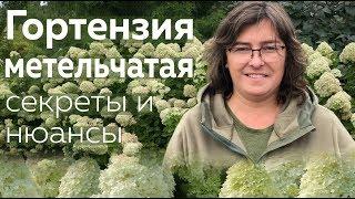 Гортензия метельчатая: секреты и нюансы /Наталья Самойленко/