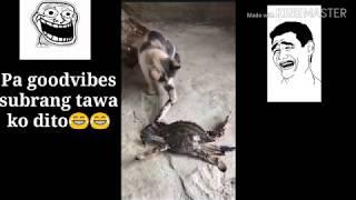 Cat vs Crab Epic fight funny moments