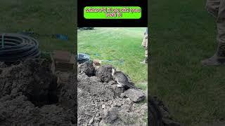Cat CATCHES Mouse!