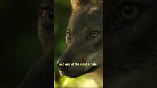 The Gray Wolf