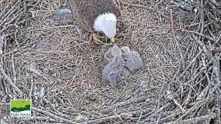 Bald Eagle - Duke Farms Eagle Cam 10.03.2025 18:19