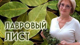 Лавровый лист – не только вкус, но и здоровье!