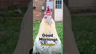 Good morning!! #goodmorning #rooster #chicken #backyardchickens #chickens