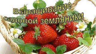 КЛУБНИКА (садовая ЗЕМЛЯНИКА). Основные моменты посадки