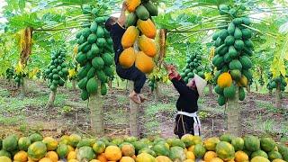 Dwarf family harvesting tangerines and papayas to sell to passersby | Harvesting Joy