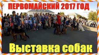 Выставка собак в Первомайском 3.08.2017 года