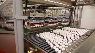 Inside a Canadian Egg Breaking Facility