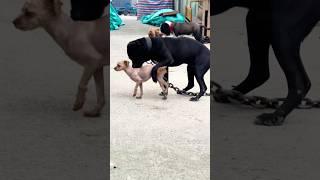 Playing #dog #dogvideo #dogfunny #dogs