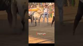 Rk bulls mass entry #bullsrace #trendingshorts #trending #ongolebulls #cow #ytshorts #ongolebulls
