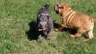 Шарпей щенки. Sharpei puppies