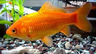 7 Stunning Goldfish