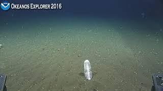 EX1605L1 Dive 19 May 10 2016 Hour 4 Bottom Okeanos Explorer ROV Dive