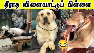 Playboy நாய்  | கால நீட்டி தூங்குனா என்ன காத்தோட்டம்  | Hoomans