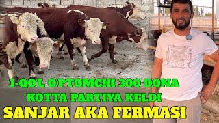 SANJAR AKA 1-QO'L PLEMINNOY GREFORD BUQALAR 300 DONA O'PTOM NARXDA SOTILADI KOTTA PARTIYA