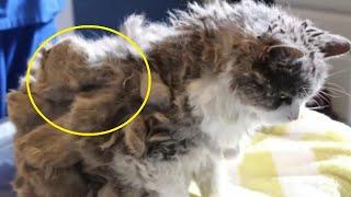 A woman took a strange cat out of the trash can, and after 2 days a surprise awaited her!