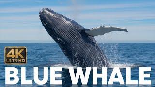 Blue Whale the Largest Animal on Earth.