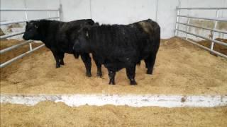 Farm buildings - four-bay pedigree shed