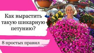 КАК УХАЖИВАТЬ ЗА ПЕТУНИЕЙ, чтобы она всегда была очень пышной и красивой!!! Простые советы!!!