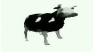 vache qui danse (15 minutes)