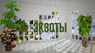 Быстрая прививка кумквата Osha. Kumquat